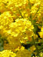 Aurinia saxatilis subsp Saxatilis Corbeille d'or (fam Brassicacees) (Europe centrale et orientale) (3) (Photo F. Mrugala)